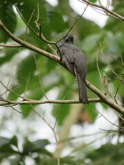 Trogon curucui