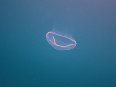 Staurostoma mertensii