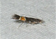 Cosmopterix clemensella