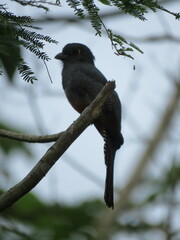 Trogon curucui