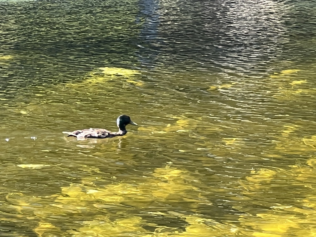 청둥오리 from Patterson Creek, Ottawa, ON, CA on 2022년 07월 02일 (토) at 09:52 오전 by mayor_of_taco_town · iNaturalist... 