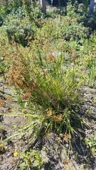 Juncus xiphioides