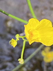 Utricularia striata