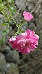 Rosa chinensis