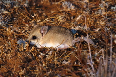 Sminthopsis crassicaudata