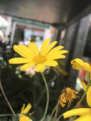 Asteraceae