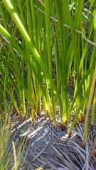 Juncus lesueurii
