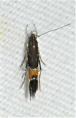 Cosmopterix clemensella