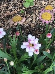 Asteraceae