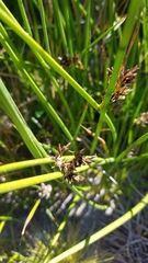 Juncus lesueurii