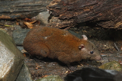 Hypsiprymnodon moschatus