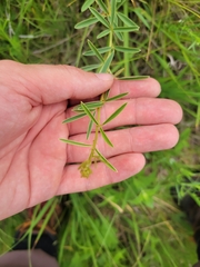 Lespedeza leptostachya