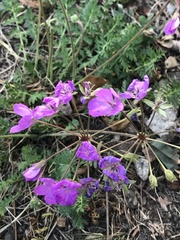 Erodium manescavii