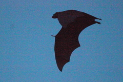 Pteropus conspicillatus