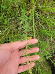 Lespedeza leptostachya