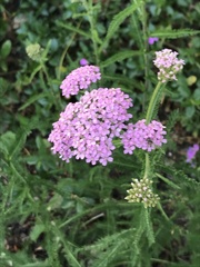 Achillea millefolium