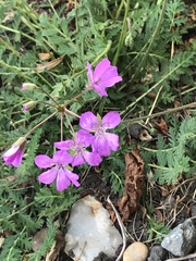 Erodium manescavii