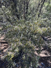 Cercocarpus ledifolius