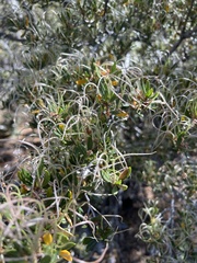 Cercocarpus ledifolius