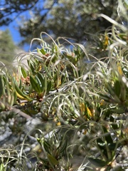 Cercocarpus ledifolius