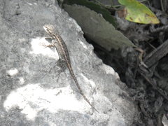 Sceloporus occidentalis occidentalis