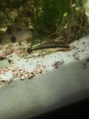 Otocinclus