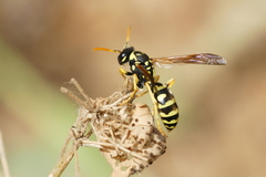 Polistes gallicus