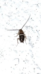 Planuncus tingitanus
