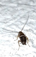 Planuncus tingitanus