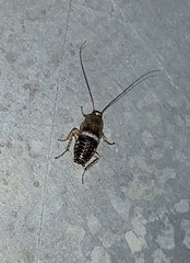 Planuncus tingitanus
