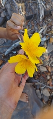 Cochlospermum regium