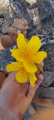 Cochlospermum regium
