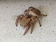 Habronattus oregonensis