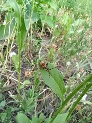 Coreus marginatus