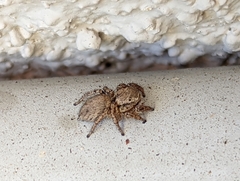 Habronattus oregonensis