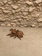 Habronattus oregonensis