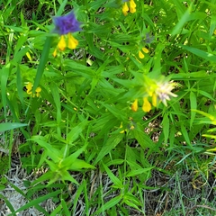 Melampyrum nemorosum