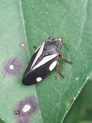 Deois pseudoflavopicta