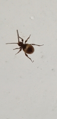 Niptus hololeucus
