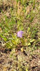Knautia arvensis
