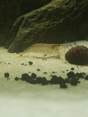 Caridina multidentata