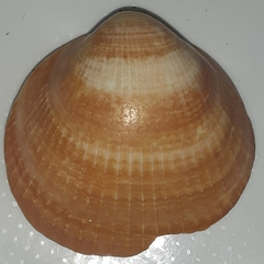 Glycymeris glycymeris