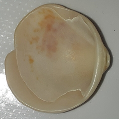 Glycymeris glycymeris