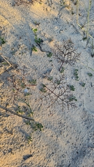 Pelargonium multiradiatum