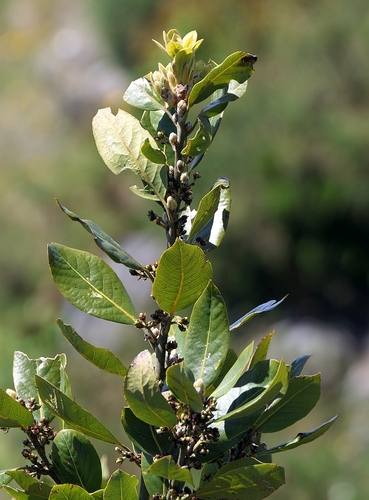 Canary Laurel