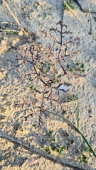 Pelargonium multiradiatum