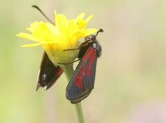 Zygaena minos