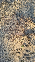 Pelargonium multiradiatum