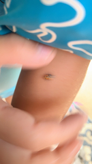 Hippodamia parenthesis