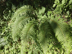 Polystichum aculeatum